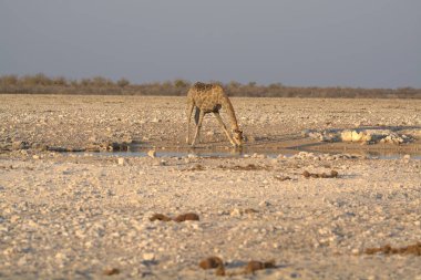Güzel vahşi Afrika savanası
