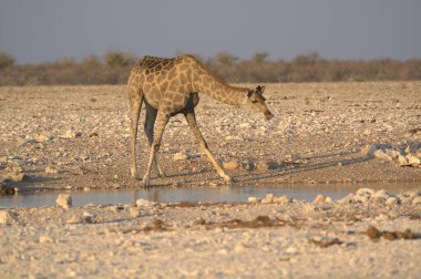 Afrika zürafası (girasha girais), Etoşa, Namibya ve Afrika 'da yaşayan bir Afrika zürafasıdır..