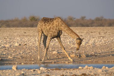Etoşa Ulusal Parkı, Namibya 'da Afrika zürafası (zürafa camelopardalis)