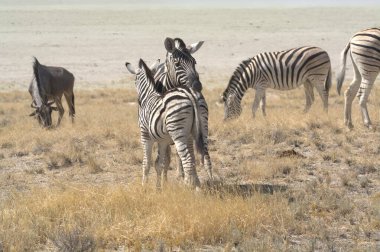 Etoşa Ulusal Parkı, Namibya 'da vahşi zebra