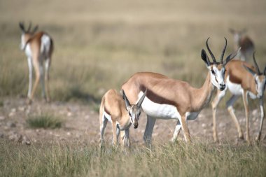 Savananın savanasında ceylanın yakın plan çekimi.