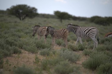 Zebra savanda, namibya