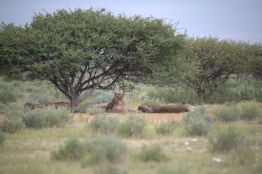 Vahşi atlar bozkırda