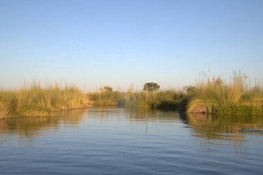Arka planda bitkiler olan göl ve su manzarası