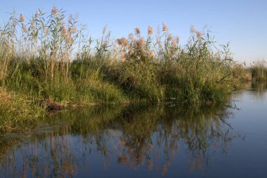 Ormandaki bir nehrin güzel manzarası