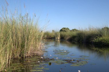 yeşil çim ve mavi gökyüzü göl