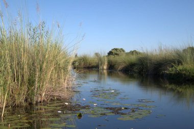 İsrail 'in kuzeyindeki küçük balear adası.