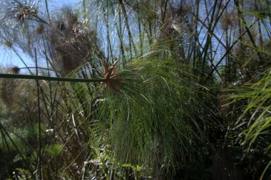 Çimenler doğada ve bitkilerde