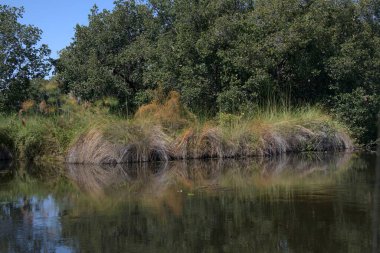 Ormanda nehri olan güzel bir manzara.