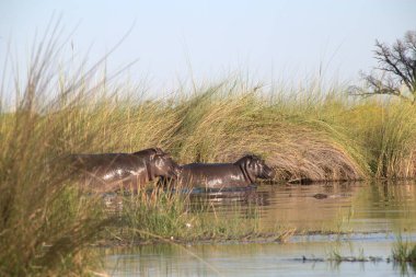 Yazın nehirde vahşi atlar