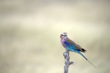 Güzel, mavi kanatlı bir balıkçının bir dala tünemiş yakın plan çekimi.