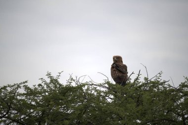 Ağaç dalına konmuş siyah bir baykuşun yakın plan çekimi.