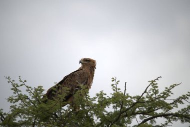 Arka planda bulanık bir kuşun yakın plan fotoğrafı.