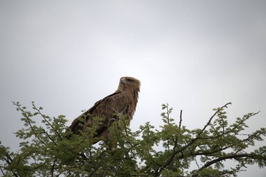 Güzel bir kuş görüntüsü.