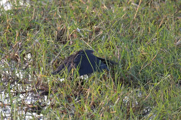 siyah kanatlı ayaklıklar (topus mantopus hitopus )