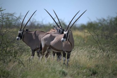 Çimenlerde otlayan iki zebra.