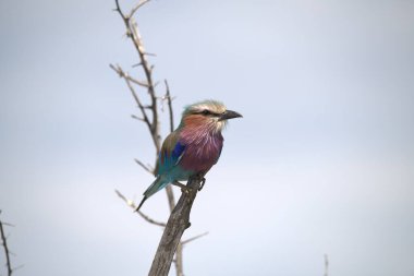 Patenci ya da mavi - parktaki yeşil ağaç dalındaki bir kuş kadar yuvarlak, doğal parkta, doğada ve doğada yuvarlak.