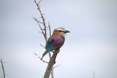 Mavi silindir - Coracias garlus lus