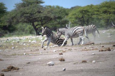 Güneşin altında kumların üzerinde yürüyen zebraların güzel bir görüntüsü.