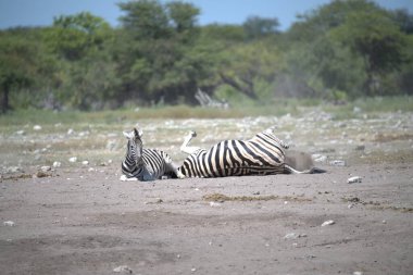 Afrika bozkırında zebra