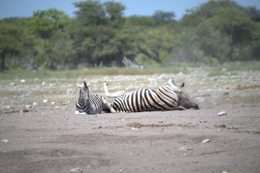 Afrika bozkırında zebra
