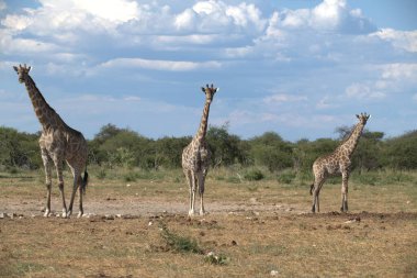 Afrika savanasındaki zürafa.