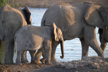 Filler, loxodonta ana - Etoşa Ulusal Parkı, Namibya