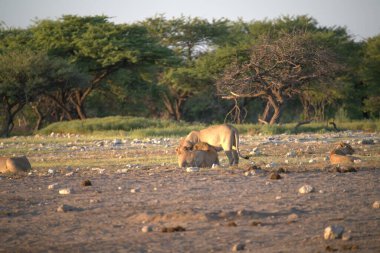 Afrika, Kenya savanındaki Afrika fili