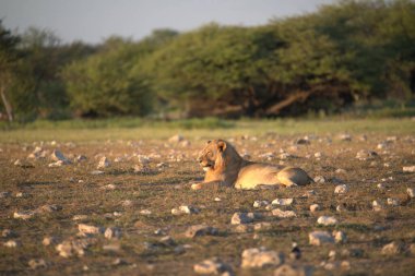Bir aslan çimenlerde dinleniyor.