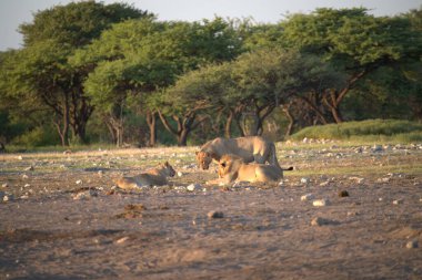Savanadaki beyaz bir aslanın yakın çekimi.