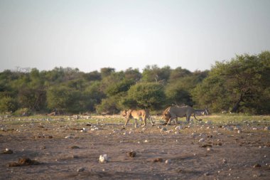 Etoşa Ulusal Parkı, Namibya, Afrika 'daki bir grup Afrika antilobu.