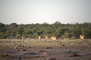 Kenya bozkırında bir fil sürüsü.