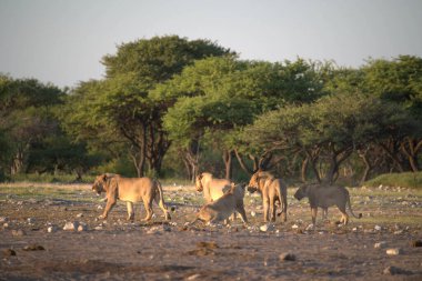 Bir grup Afrikalı filin kurak arazide yürüdüğü yakın plan bir fotoğraf.
