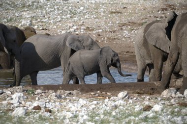 Botswana 'daki Chobe Ulusal Parkı' ndaki su birikintisinde filler var.