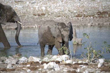 Afrika yaban hayatı, Kenya 'daki ulusal parkta fil.