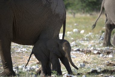 Afrika çalılıklarında fil