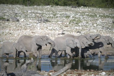 Sudaki bir grup fil.