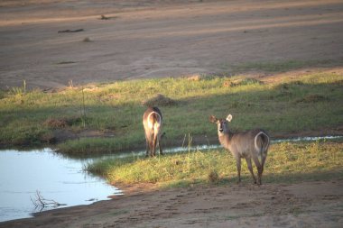 Nehirde iki dişi geyik
