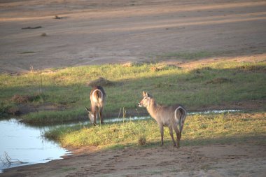 Afrikalı vahşi hayvanlar doğada, vahşi yaşam