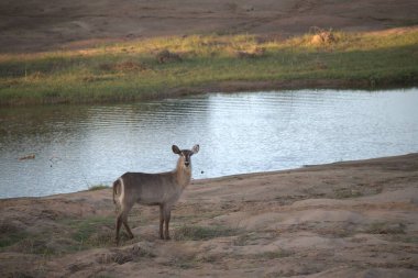 Vahşi doğada geyik