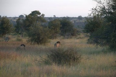 Afrika bozkırlarındaki vahşi hayvanlar