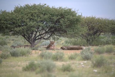 Savananın savanasında kuru bir çimenlikte bir grup aslan.