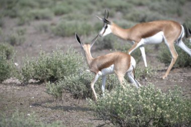 İki beyaz - çimenlerde koşan kırmızı ceylan.