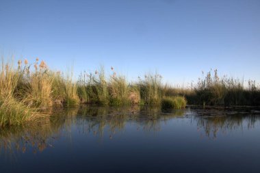 Ağacı ve gölü olan güzel bir manzara.