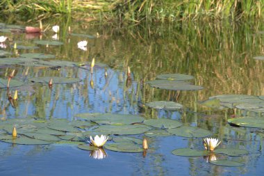 havuzda güzel çiçekler