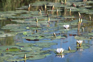 nilüfer çiçekleri gölet