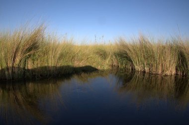 Ormanda nehri olan güzel bir manzara.