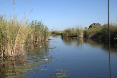 Parktaki güzel nehir