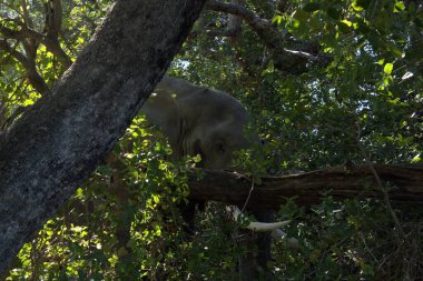 Ağaçtaki sevimli gri sincabın dikey yakın çekimi.