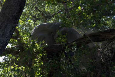 Büyük beyaz bir ayı.